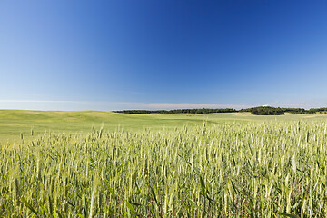 Image showing Field with cereal