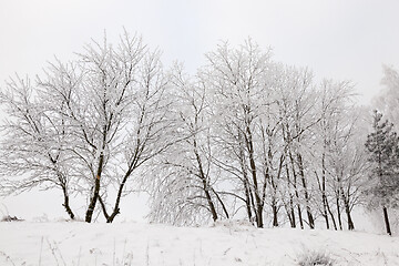 Image showing Frost in the trees