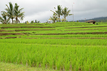 Image showing Jatiluwih rice terrace in Ubud, Bali