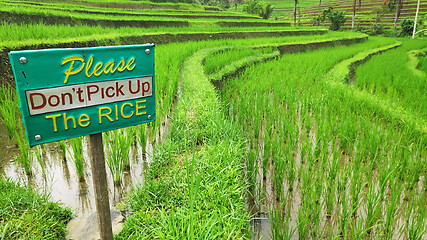 Image showing Jatiluwih rice terrace with sunny day in Ubud, Bali