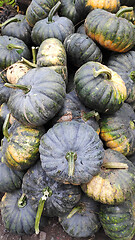 Image showing Pumpkins sold on a local market