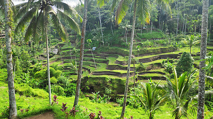 Image showing Tegalalang rice terraces in Ubud, Bali