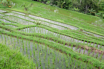 Image showing Jatiluwih rice terrace in Ubud, Bali