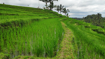 Image showing Jatiluwih rice terrace with sunny day in Ubud, Bali