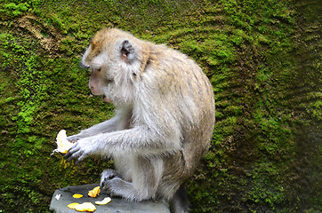 Image showing Monkey sitting on a stone