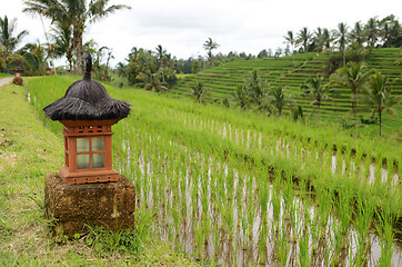 Image showing Jatiluwih rice terraces in Bali, Indonesia