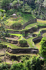 Image showing Tegalalang rice terraces in Ubud, Bali