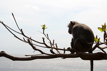 Image showing Monkey on tree on summer day