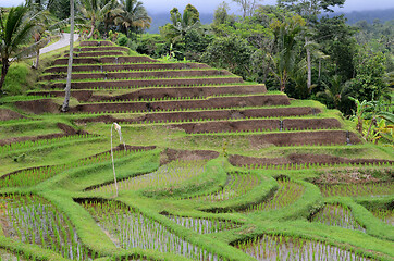 Image showing Jatiluwih rice terrace in Ubud, Bali