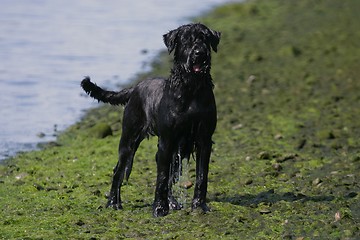 Image showing Wet dog
