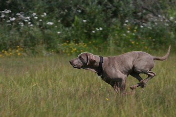 Image showing Dog running