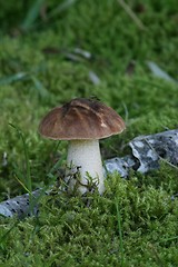 Image showing Mushroom