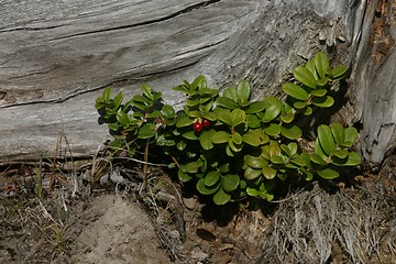 Image showing Lingonberry