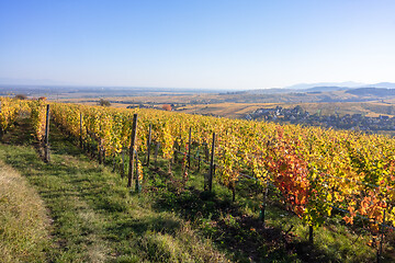 Image showing a view over a vineyard at Alsace France in autumn light