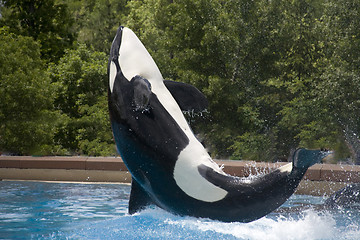 Image showing flipping whale