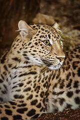 Image showing Leopard (Panthera Pardus)