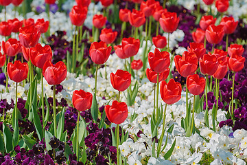 Image showing Red Tulips Flowers