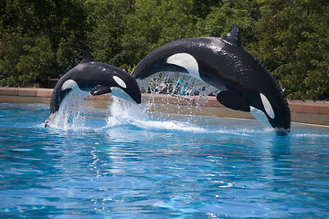 Image showing mother and baby whale breaching