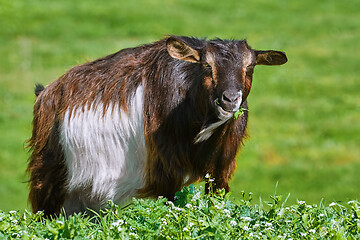 Image showing Goat Eating Grass