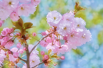 Image showing Blossom of Sour Cherry