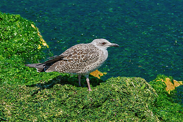 Image showing Nestling of Seagull 