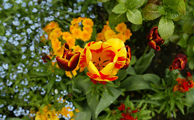 Image showing English Garden