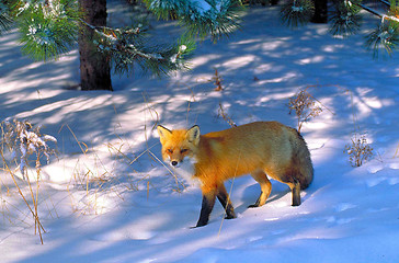 Image showing red fox in killarney