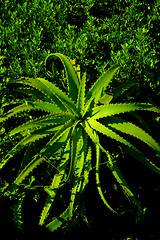 Image showing ALOE VERA