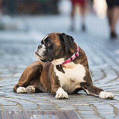 Image showing Beautiful german boxer dog wearing red collar, lying outdoors on the street