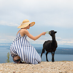 Image showing Young attractive female traveler wearing striped summer dress and straw hat squatting, feeding and petting black sheep while traveling Adriatic coast of Croatia