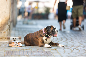 Image showing Beautiful german boxer dog wearing red collar, lying outdoors on the street guarding his owner\'s skateboard