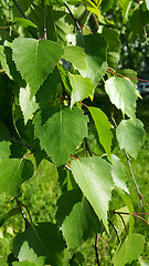 Image showing Beautiful branch of a spring birch