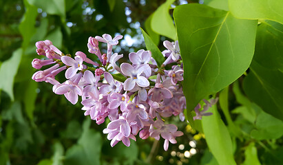 Image showing Beautiful blossoming lilac flowers