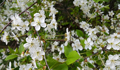Image showing Beautiful branch of spring blooming cherry tree