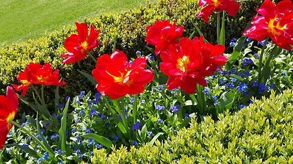 Image showing Beautiful Tulips and Forget Me Not flowers