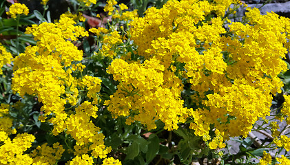 Image showing Beautiful bright yellow flowers 