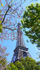 Image showing Eiffel Tower on blue sky background with beautiful blooming tree