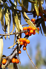 Image showing Branches of sea buckthorn