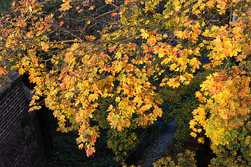 Image showing Foliage of bright yellow autumn maple tree