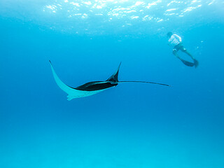 Image showing Underwater view of hovering Giant oceanic manta ray, Manta Birostris , and man free diving in blue ocean. Watching undersea world during adventure snorkeling tour on Maldives islands.