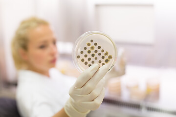 Image showing Scientist growing bacteria in petri dishes on agar gel as a part of scientific experiment.