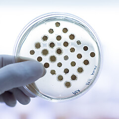 Image showing Scientist growing bacteria in petri dishes on agar gel as a part of scientific experiment.