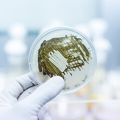 Image showing Scientist growing bacteria in petri dishes on agar gel as a part of scientific experiment.