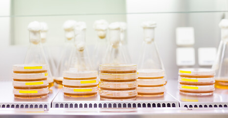 Image showing Cell culture samples on LB agar medium in petri dishes and Erlenmeyer flask in laminar flow. Agar plates are used by biologists to culture cells, mold, fungi, bacteria or small moss plants