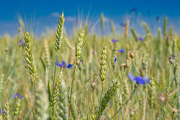 Image showing Barley field with cornflowers