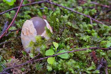 Image showing Amanita vaginata