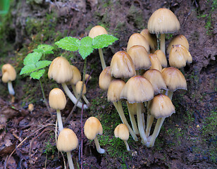 Image showing Mushroom Mycena grown on an old rotten stump