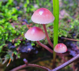 Image showing Mushroom Mycena grown on an old rotten stump