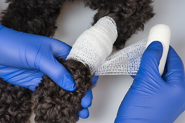 Image showing The vet bandages the wound on the dog's paw.