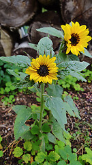 Image showing Two small blooming sunflowers.